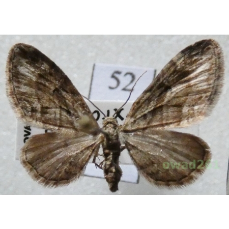 Eupithecia ericeata (Rambur, 1833) Slovakia52